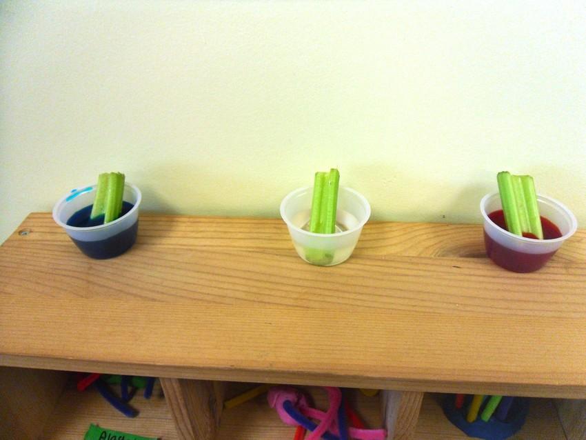 Science Experiment with Celery