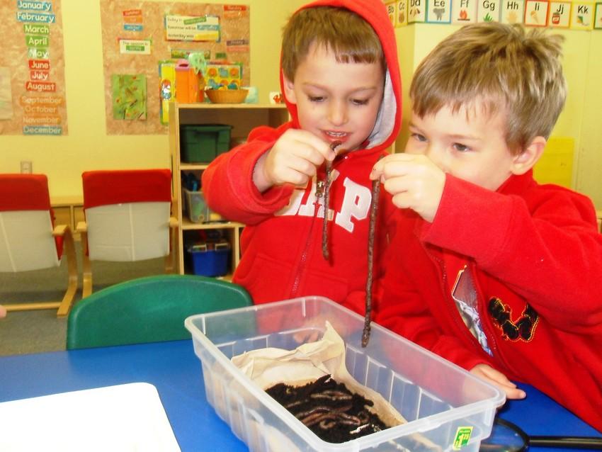 Comparing lengths of worms 